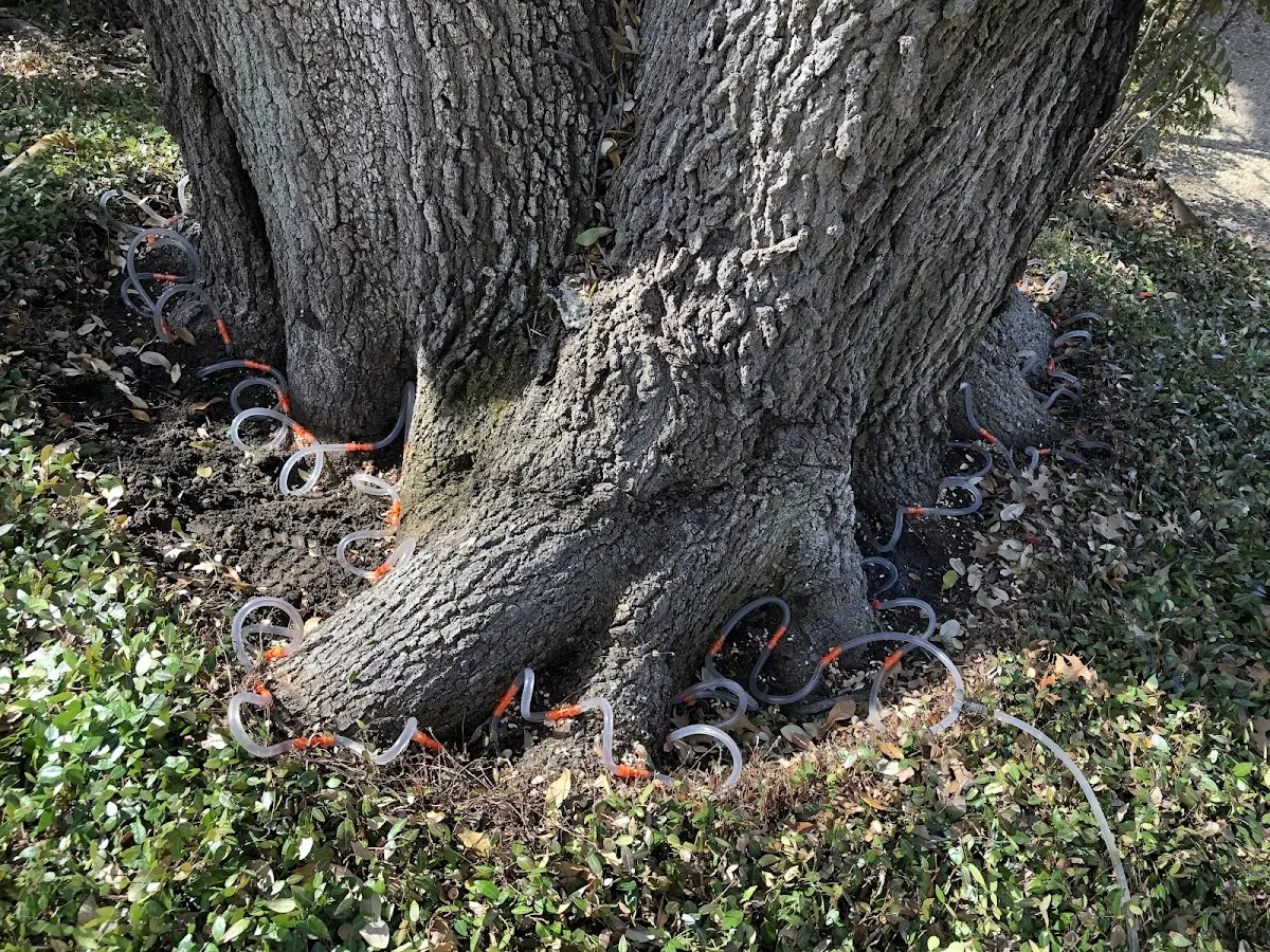 Detailed Tree Cabling and Bracing job site in Gould City